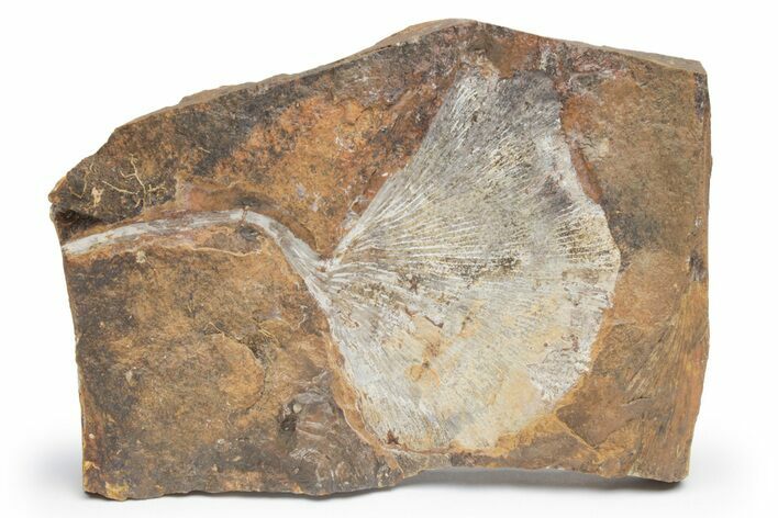 Fossil Ginkgo Leaf From North Dakota - Paleocene #221213